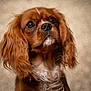 adorable, animal, background, bokeh, brown_fur, cavalier_king_charles_spaniel, close_up, companion, cute, dog, ears, eyes, fluffy, indoor, mammal, nose, pet, portrait, whiskers, white_fur