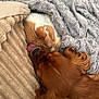 Albus a rejoint le concours — aidez-le/la à gagner de superbes lots ! cat, dog, blanket, fur, pet, sleeping, cozy, closeup, comfort, friendship, animal, brown_dog, orange_cat, indoor, napping, soft_texture, cute, companions, resting, tongue