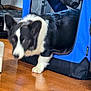 dog, black_and_white, pet_crate, blue, wooden_floor, indoor, animal, paw, furniture, home, blur, canine, crate, floor, corner, domestic, household, pet, walking, indistinct