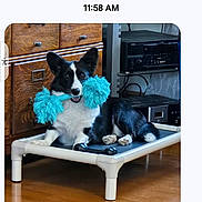 Lighting joined the competition — help win amazing prizes! dog, pet, toy, indoor, furniture, wooden_floor, raised_bed, black_and_white, playful, canine, living_room, electronics, dachshund, resting, cheerful, animal, domestic, cute, fur, relaxed