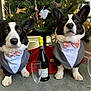 animal, bottle, bow_tie, celebration, champagne_glass, christmas_tree, corgi, cute, decorations, dog, festive, floor, holiday, holiday_decor, indoor, mammal, pet, portrait, tuxedo, two_dogs