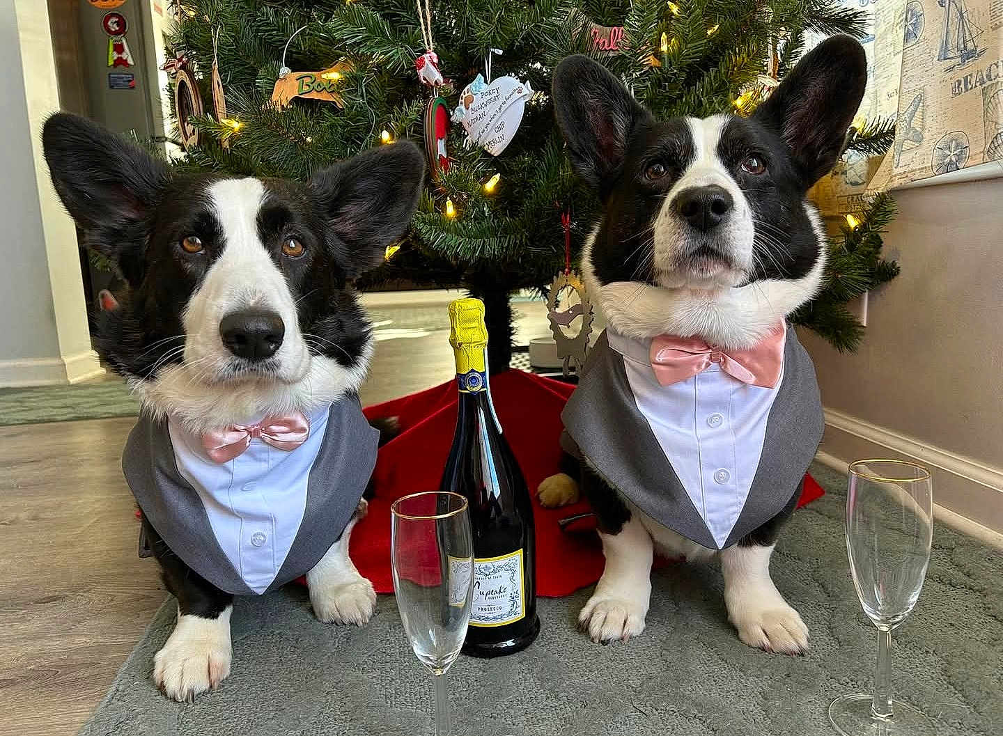 Balt And Walker joined the competition — help win amazing prizes! dog, corgi, pet, christmas_tree, holiday, celebration, tuxedo, bow_tie, bottle, champagne_glass, indoor, floor, decorations, festive, cute, animal, mammal, portrait, two_dogs, holiday_decor