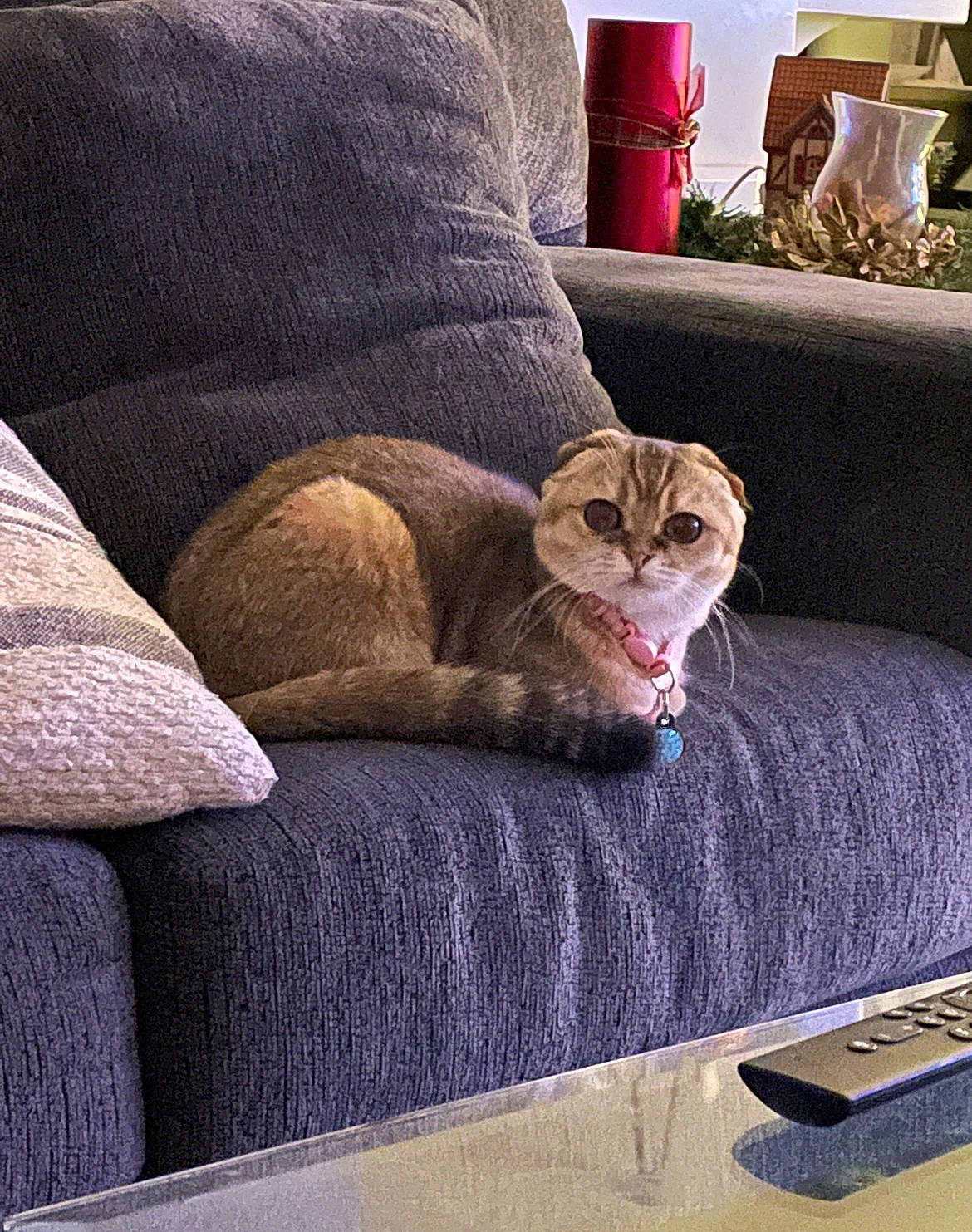 Amara is registered to the contest to win money with this photo: carnivore, cat, comfort, companion_dog, couch, domestic_short_haired_cat, fawn, felidae, fur, human_leg, linens, office_supplies, room, sitting, small_to_medium_sized_cats, tail, textile, whiskers, wood