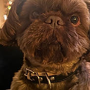 River is registered to the contest to win money with this photo: dog, brown, close_up, fur, collar, pet, animal, indoor, christmas_tree, holiday, blurred_background, warm_lighting, cute, portrait, face, whiskers, ears, nose, furry, domestic_animal