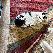 Punkins is registered to the contest to win money with this photo: cat, cats, black_and_white, kitten, pet, feline, cuddling, playing, lying_down, rolling_over, fur, whiskers, eyes, paws, rug, carpet, indoors, living_room, couch, sneaker