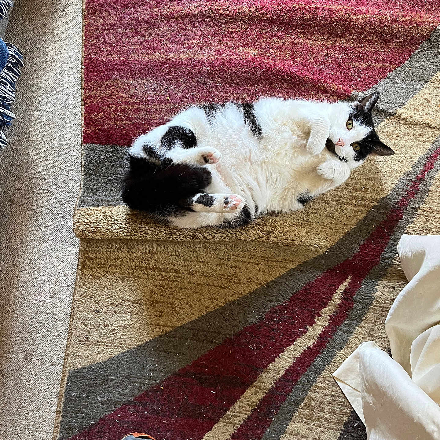 Punkins is registered to the contest to win money with this photo: cat, cats, black_and_white, kitten, pet, feline, cuddling, playing, lying_down, rolling_over, fur, whiskers, eyes, paws, rug, carpet, indoors, living_room, couch, sneaker