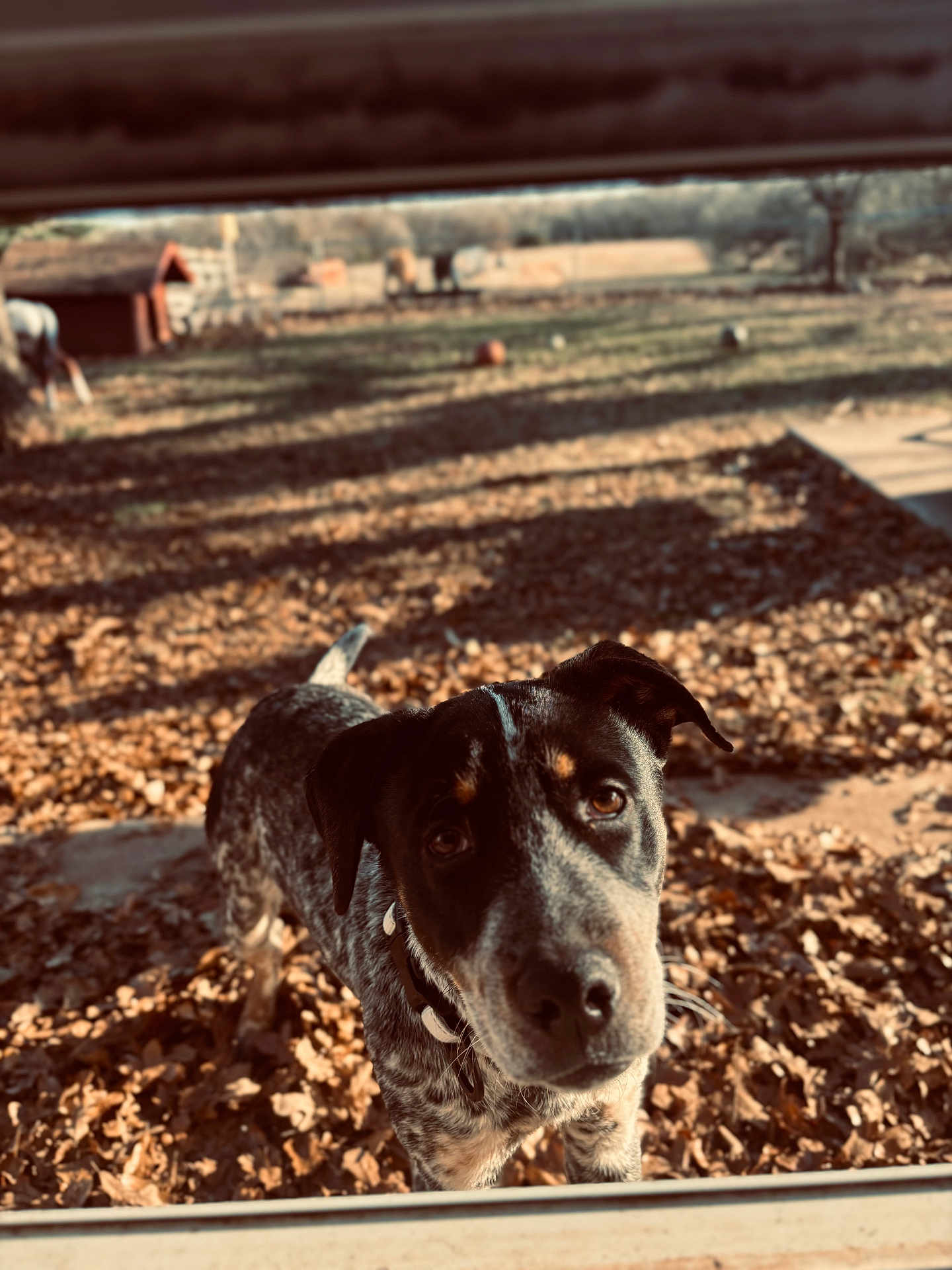 Rocko