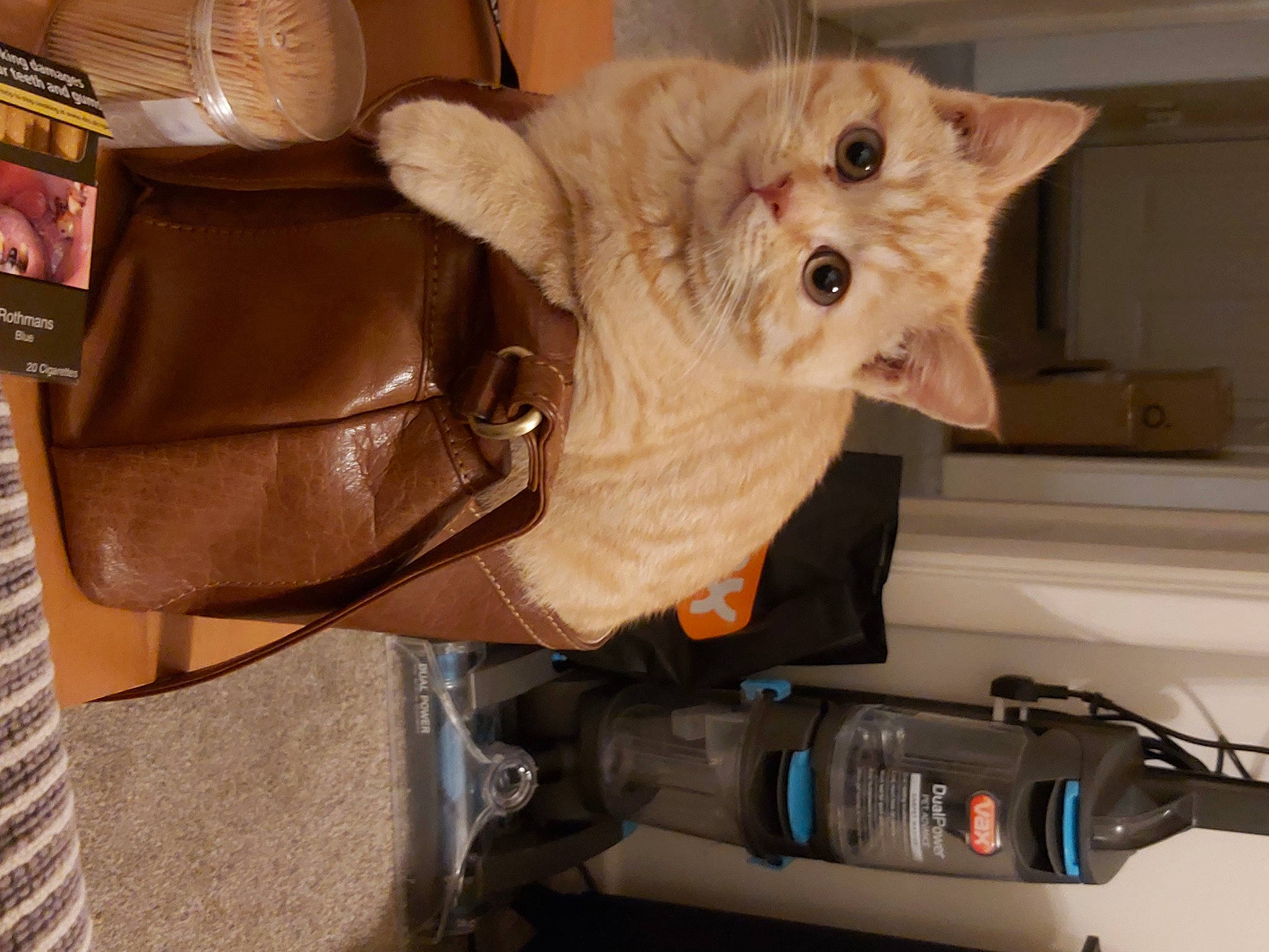 Hector joined the competition — help win amazing prizes! auto_part, bicycle_wheel, box, carnivore, cat, chair, domestic_short_haired_cat, fawn, felidae, fur, machine, paw, personal_protective_equipment, room, small_to_medium_sized_cats, tail, tire, tool, vehicle, whiskers