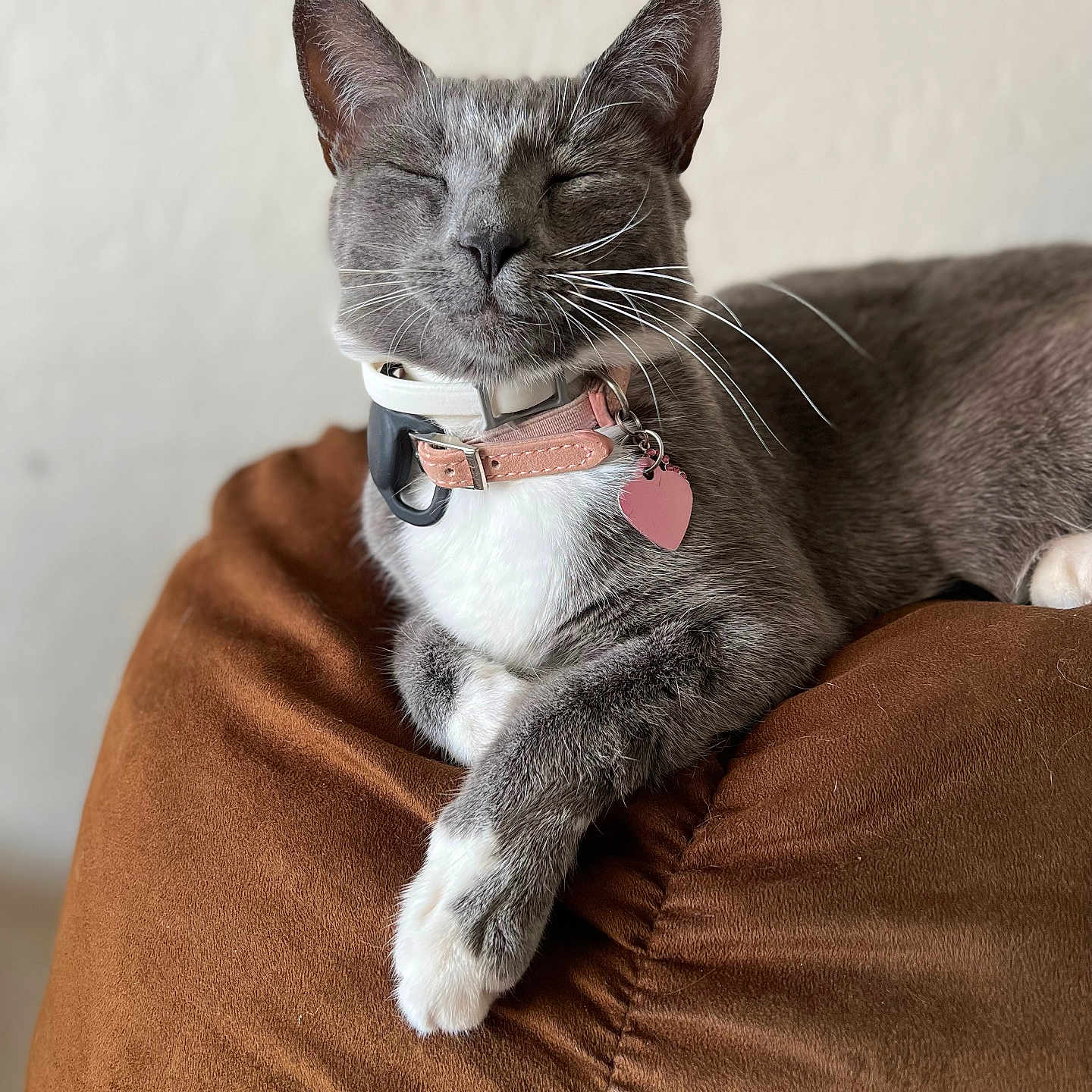 Pheobe