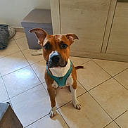 Baïko participe au concours pour gagner de l'argent avec cette photo : alert, brown_and_white, dog, floppy_ears, front_facing, harness, home, indoors, looking_at_camera, pet, pet_bed, portrait, shoe, short_hair, sitting, teal_harness, tile_floor, wardrobe, white_chest, white_paws