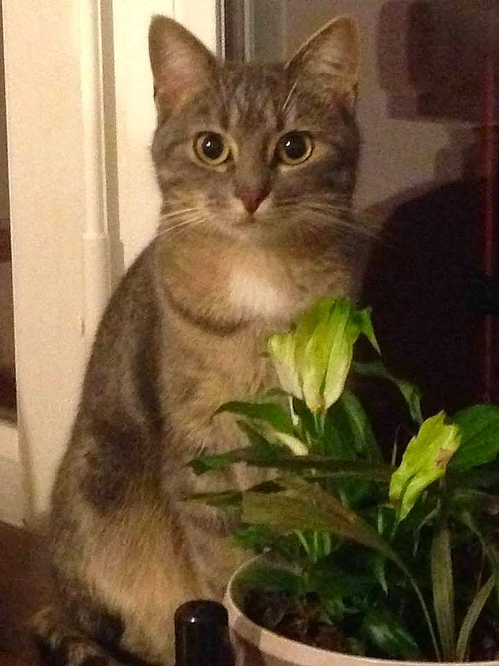 La Caillotte participe au concours pour gagner de l'argent avec cette photo : carnivore, cat, domestic_short_haired_cat, door, eye, fawn, felidae, flowerpot, fur, houseplant, photo_caption, plant, small_to_medium_sized_cats, snout, tail, terrestrial_animal, terrestrial_plant, whiskers, wildlife, window