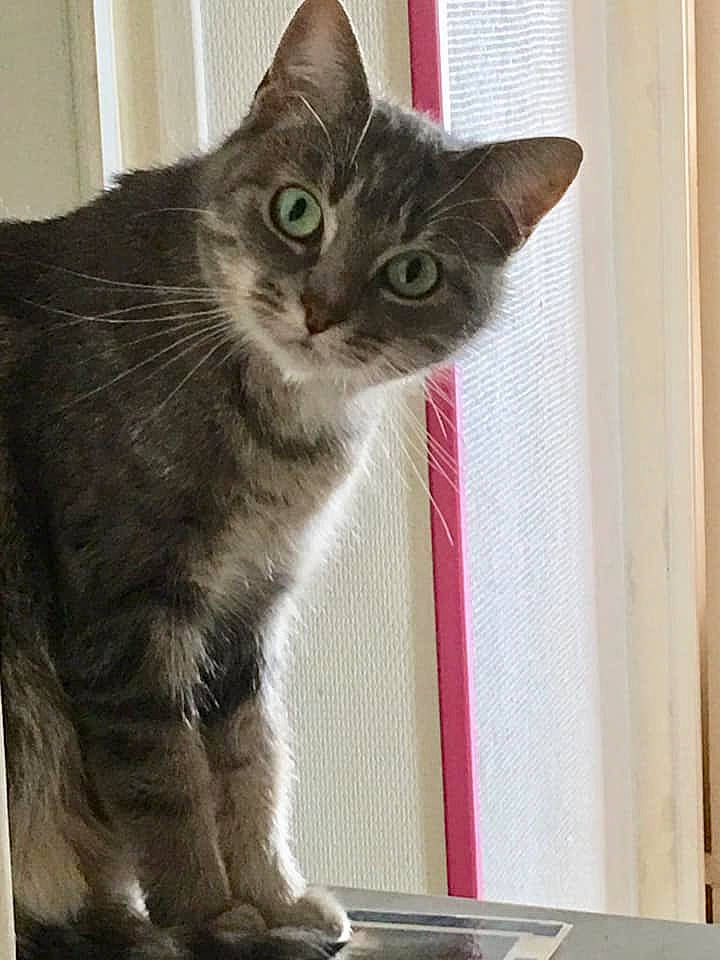 La Caillotte participe au concours pour gagner de l'argent avec cette photo : carnivore, cat, cat_furniture, cat_supply, domestic_short_haired_cat, felidae, fixture, fur, pet_supply, small_to_medium_sized_cats, snout, tail, vertebrate, whiskers, window_covering, window_treatment