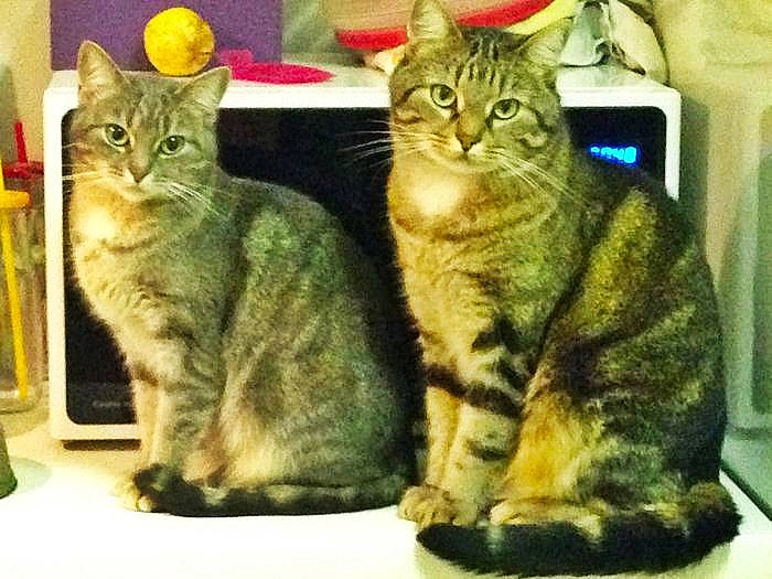 La Caillotte a rejoint le concours — aidez-le/la à gagner de superbes lots ! carnivore, cat, domestic_short_haired_cat, felidae, fur, iris, paw, photo_caption, small_to_medium_sized_cats, snout, tail, terrestrial_animal, whiskers