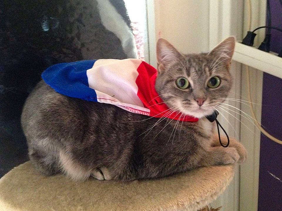 La Caillotte participe au concours pour gagner de l'argent avec cette photo : carnivore, cat, cat_bed, cat_furniture, cat_supply, collar, domestic_short_haired_cat, felidae, fur, pet_supply, small_to_medium_sized_cats, snout, tabby_cat, vertebrate, whiskers