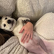 Archie joined the competition — help win amazing prizes! dog, pet, belly_rub, blanket, pillow, cozy, indoor, relaxed, light_fur, human_hand, comfort, resting, cute, animal, snuggle, fur, canine, home, soft_texture, companionship