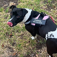 Fiona is registered to the contest to win money with this photo: dog, black_and_white, harness, outdoor, grass, pet, animal, canine, tongue_out, looking_back, nature, ground, leash, curious, walking, daylight, mammal, ears, fur, playful