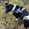 dog, black_and_white, harness, outdoor, grass, pet, animal, canine, tongue_out, looking_back, nature, ground, leash, curious, walking, daylight, mammal, ears, fur, playful