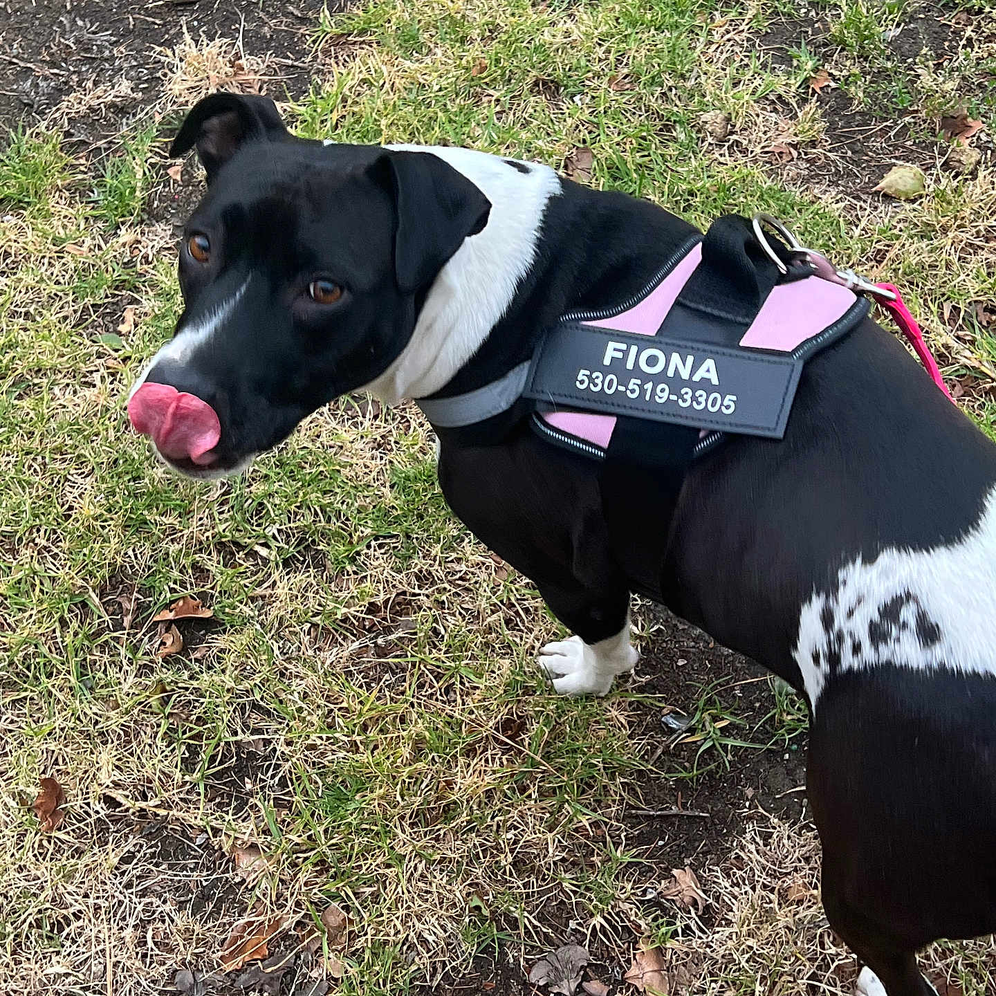 Fiona