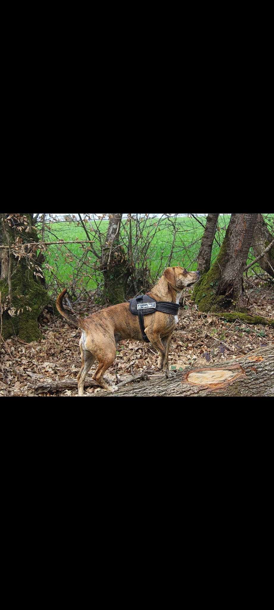 Pato a rejoint le concours — aidez-le/la à gagner de superbes lots ! carnivore, companion_dog, dog, dog_breed, dog_collar, electric_blue, fawn, forest, grass, landscape, leash, liver, plant, soil, tail, terrestrial_animal, tree, trunk, wood, working_animal