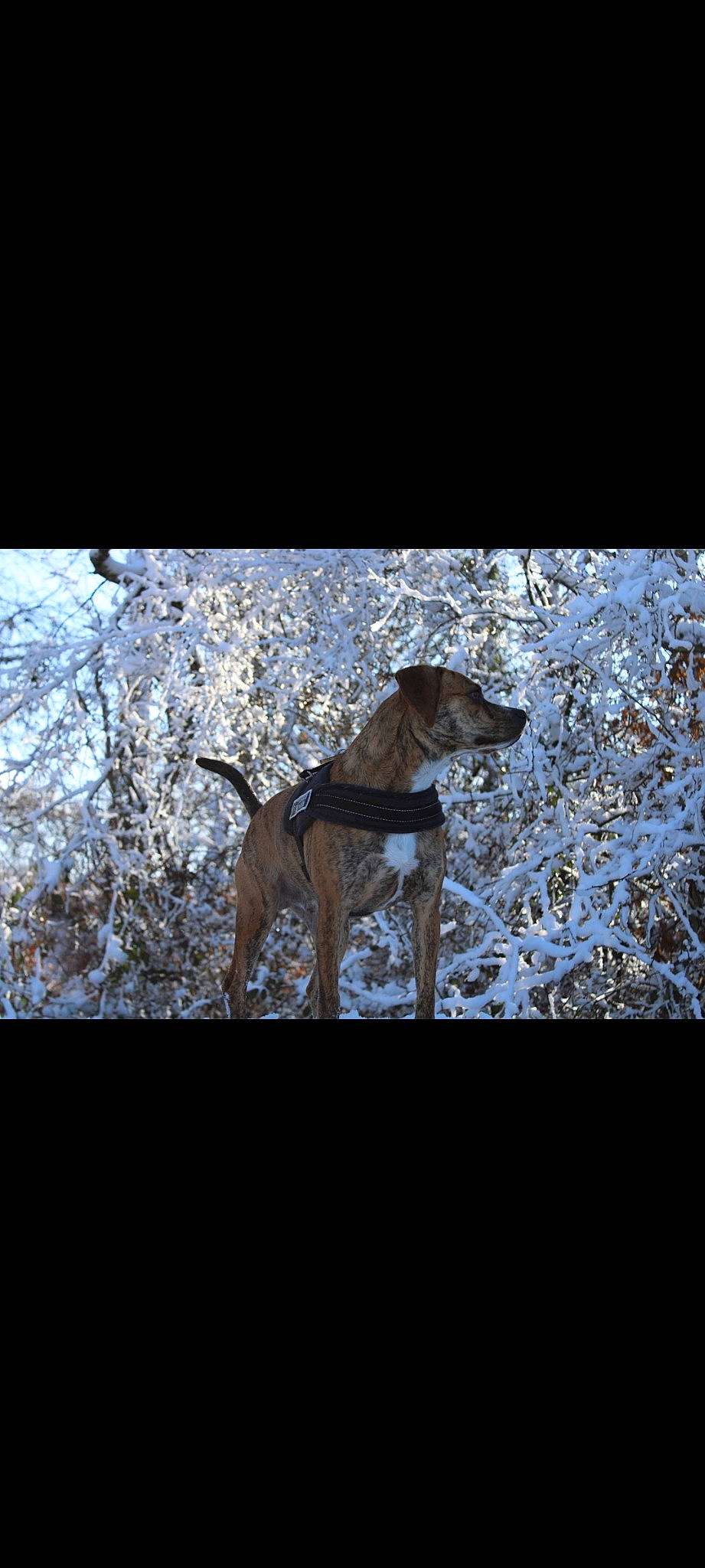 Pato participe au concours pour gagner de l'argent avec cette photo : ancient_dog_breeds, art, carnivore, darkness, dog, dog_breed, electric_blue, fawn, hunting_dog, illustration, painting, plant, sighthound, sporting_group, tail, terrestrial_animal, twig, wildlife, wood, working_animal