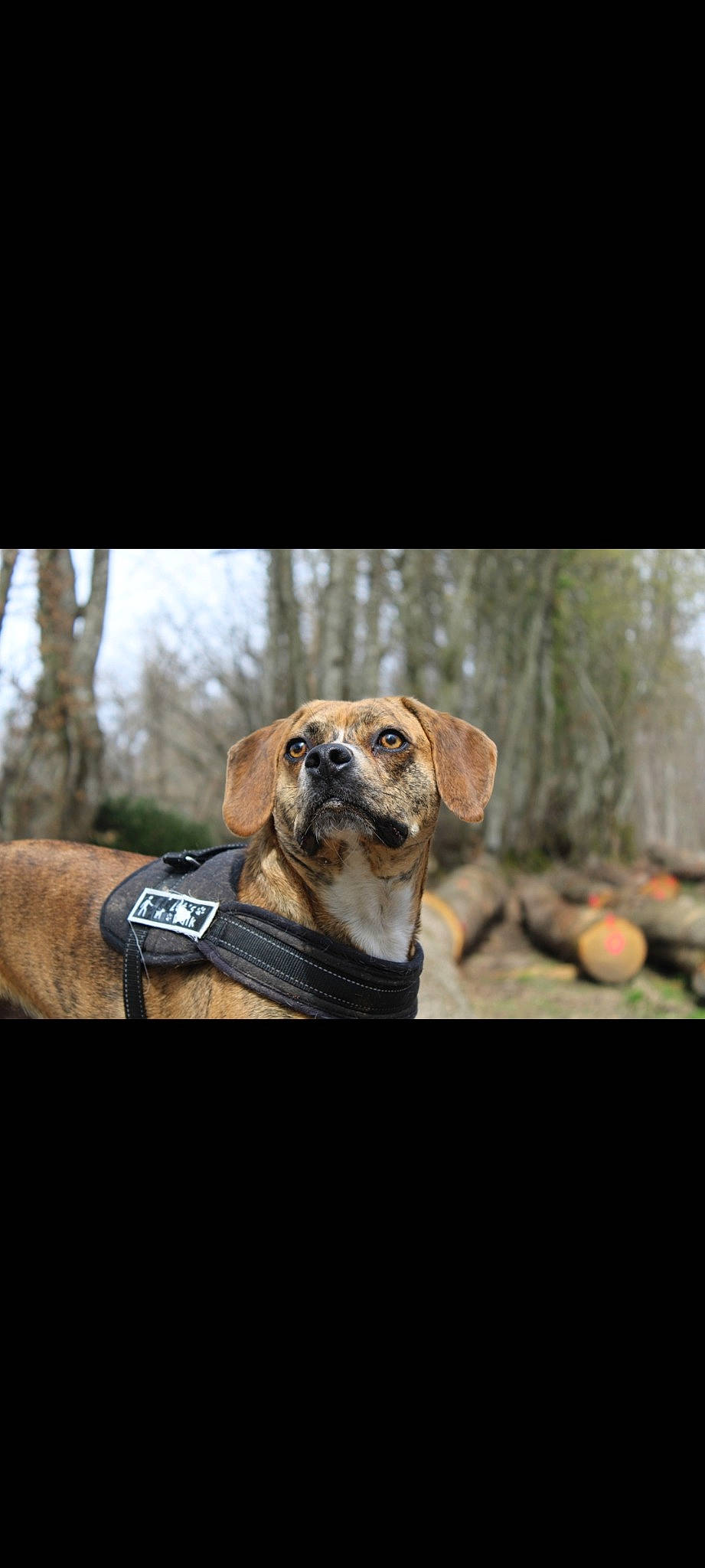 Pato participe au concours pour gagner de l'argent avec cette photo : canidae, carnivore, collar, companion_dog, dog, dog_breed, dog_collar, fawn, flash_photography, forest, grass, landscape, pet_supply, sporting_group, terrestrial_animal, tree, whiskers, wildlife, wood, working_animal