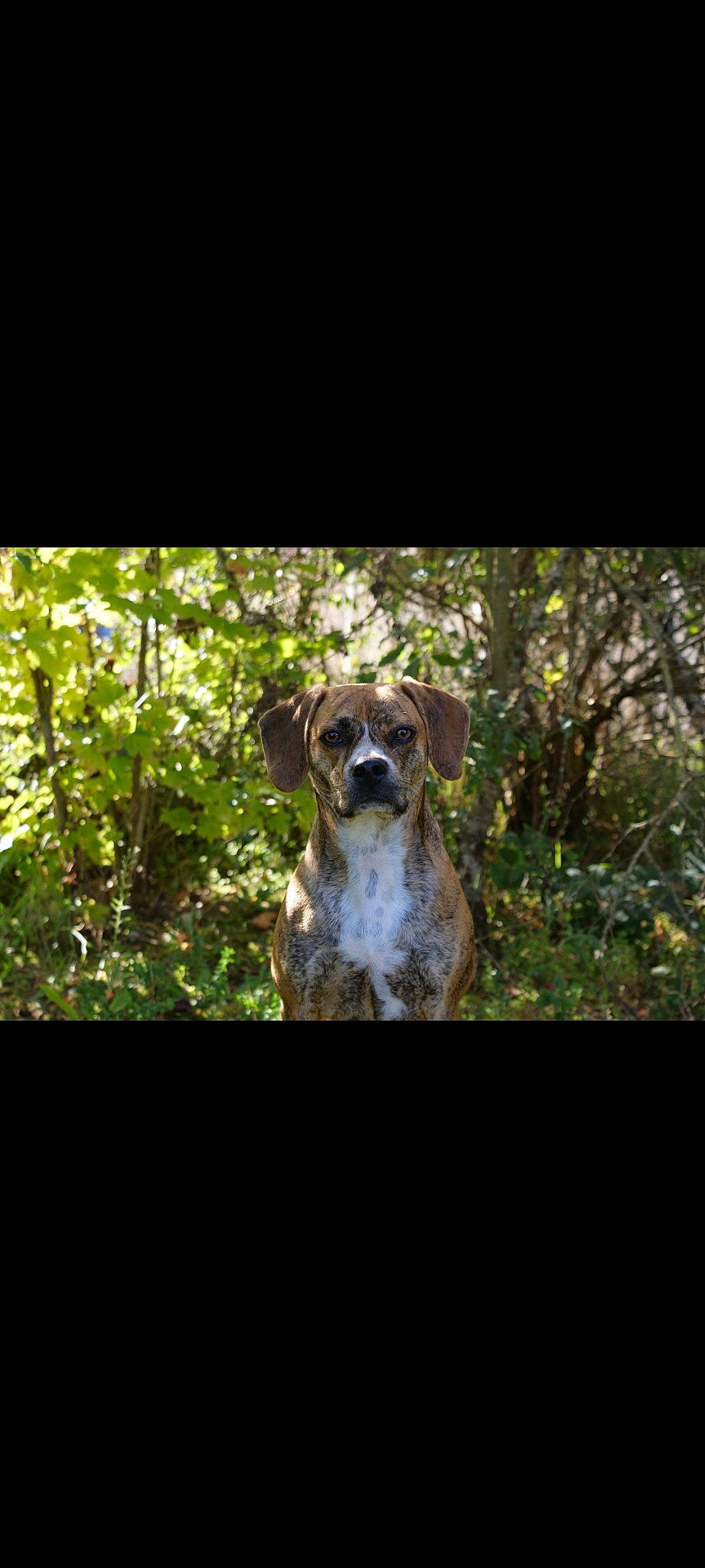 Pato a rejoint le concours — aidez-le/la à gagner de superbes lots ! canidae, carnivore, companion_dog, dog, dog_breed, dog_collar, fawn, forest, glass, grass, metal, pet_supply, plant, rectangle, snout, sporting_group, terrestrial_plant, trunk, wood, working_animal