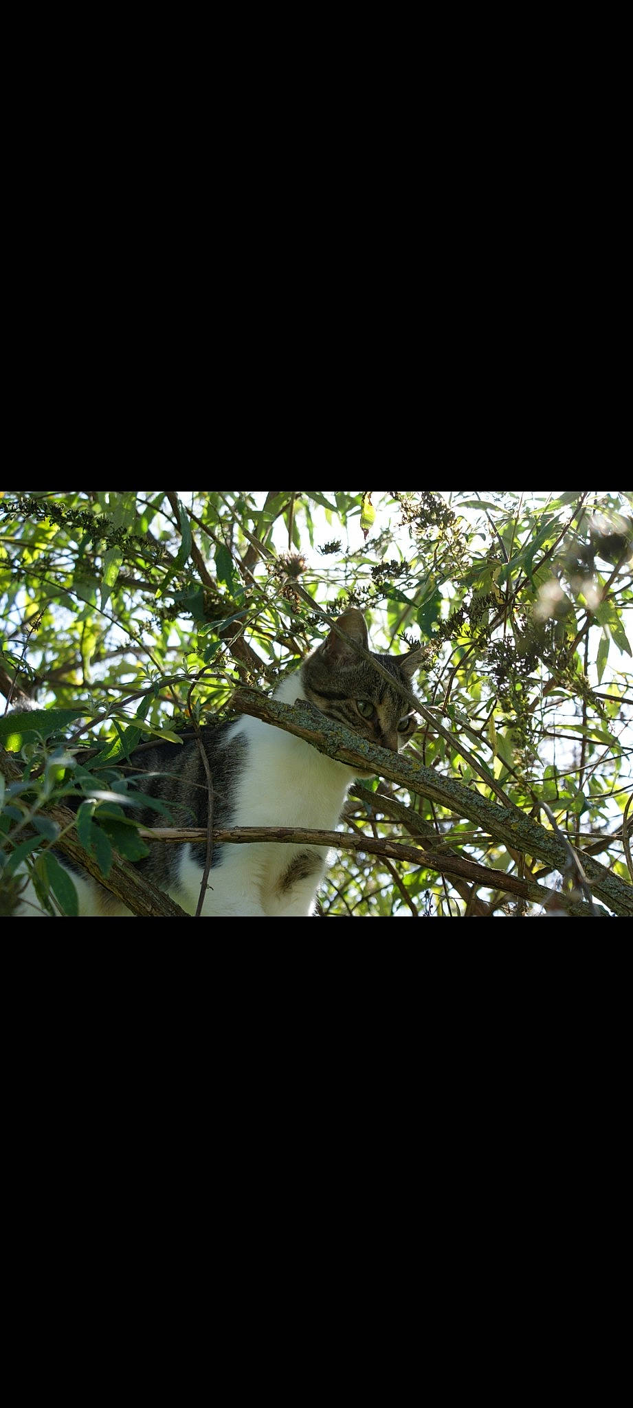 Ohana a rejoint le concours — aidez-le/la à gagner de superbes lots ! carnivore, darkness, daylighting, felidae, forest, grass, jungle, plant, plant_stem, roof, sky, snout, tail, terrestrial_animal, terrestrial_plant, tints_and_shades, tree, trunk, twig, wood