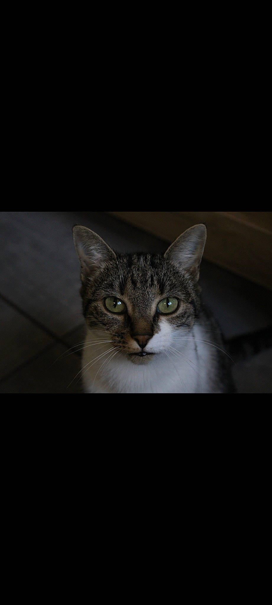 Ohana participe au concours pour gagner de l'argent avec cette photo : carnivore, cat, darkness, domestic_short_haired_cat, eye, felidae, font, fur, grey, human_body, small_to_medium_sized_cats, snout, terrestrial_animal, whiskers, wildlife, window