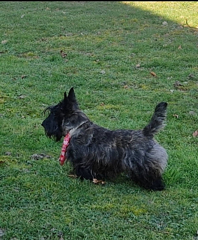 Pin'Up participe au concours pour gagner de l'argent avec cette photo : canidae, carnivore, companion_dog, dog, dog_breed, grass, grassland, herding_dog, small_terrier, sporting_group, tail, water_dog, working_dog