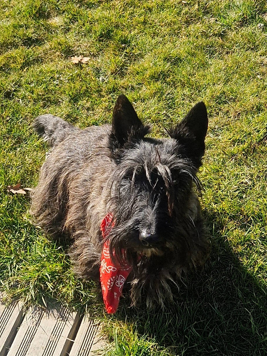 Pin'Up a rejoint le concours — aidez-le/la à gagner de superbes lots ! canidae, carnivore, companion_dog, dog, dog_breed, fur, grass, groundcover, non_sporting_group, plant, small_terrier, snout, soil, sporting_group, terrestrial_animal, terrier, water_dog, working_animal, working_dog