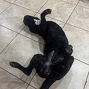 Bella joined the competition — help win amazing prizes! dog, black_dog, lying_down, belly_up, kitchen_floor, tile_floor, relaxed, pet, paw, indoor, animal, canine, playful, domestic, fur, mammal, resting, cute, companion, household