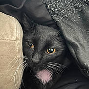 Salem is registered to the contest to win money with this photo: cat, black_cat, whiskers, golden_eyes, feline, pet, cozy, fabric, texture, soft, closeup, portrait, animal, cute, domestic_animal, resting, indoor, fur, white_patch, curious