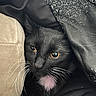 cat, black_cat, whiskers, golden_eyes, feline, pet, cozy, fabric, texture, soft, closeup, portrait, animal, cute, domestic_animal, resting, indoor, fur, white_patch, curious