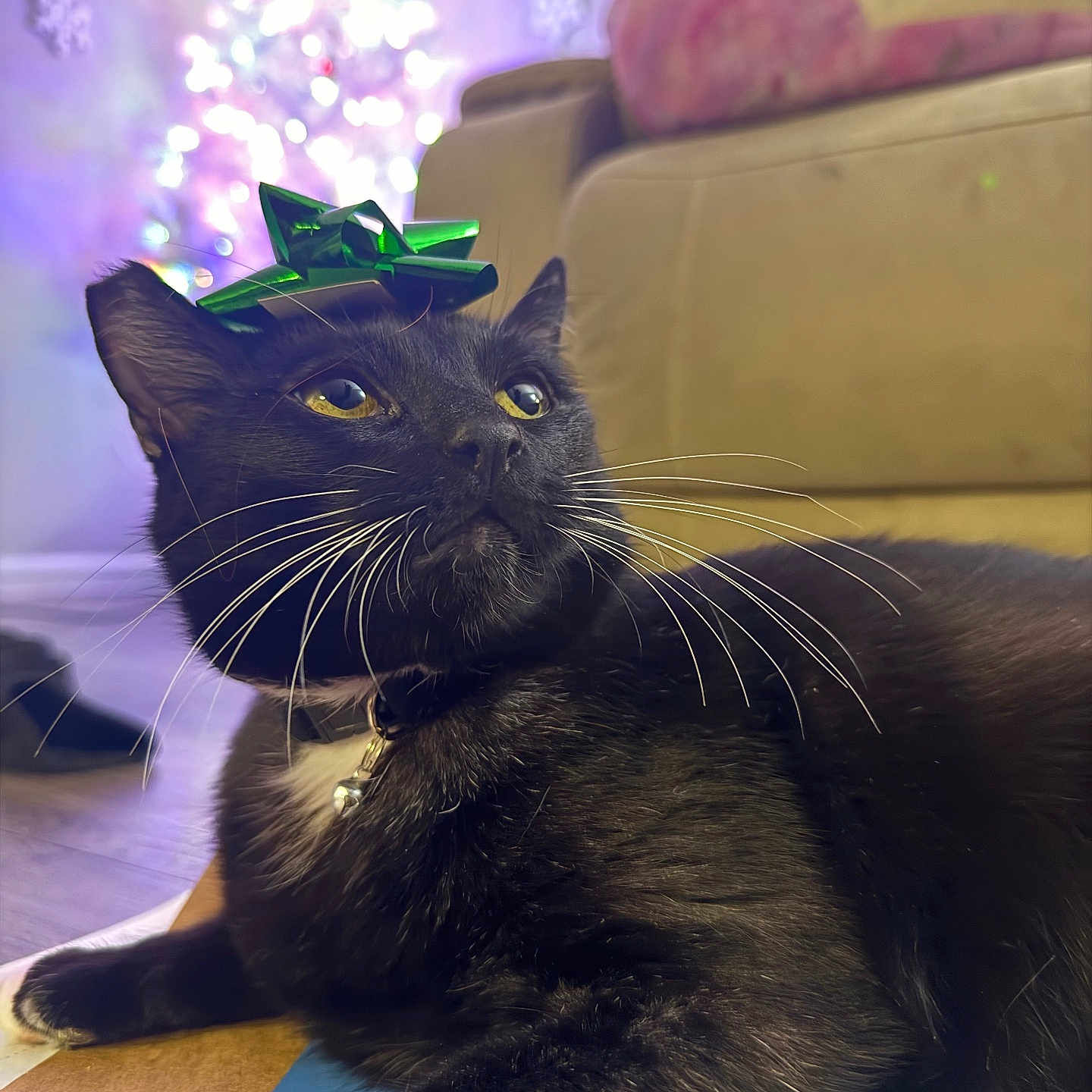 Salem is registered to the contest to win money with this photo: black_cat, cat, green_bow, whiskers, collar, indoor, christmas_tree, holiday_decor, lights, snowflakes, couch, floor, relaxed, pet, feline, closeup, festive, decorations, soft_lighting, curious