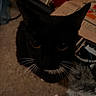 cat, black_cat, whiskers, pet, animal, indoor, dim_lighting, carpet, clutter, box, fur, eyes, closeup, looking_up, shadow, floor, domestic_cat, mammal, cute, whisker