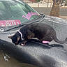 Salem is registered to the contest to win money with this photo: cat, black_cat, car, wet_surface, rain_drops, hood, collar, pink_paws, sticker, decal, suburban, street, palm_tree, house, sky, cloud, sidewalk, tire, curious, outdoor