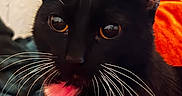 Salem is registered to the contest to win money with this photo: animal, black_cat, blanket, cat, close_up, cozy, cute, domestic_cat, face, feline, fur, indoor, orange_blanket, orange_eyes, pet, pink_patch, portrait, resting, whiskers