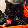Salem is registered to the contest to win money with this photo: cat, black_cat, orange_eyes, whiskers, pink_patch, close_up, indoor, blanket, orange_blanket, pet, animal, feline, face, fur, cute, domestic_cat, resting, cozy, portrait