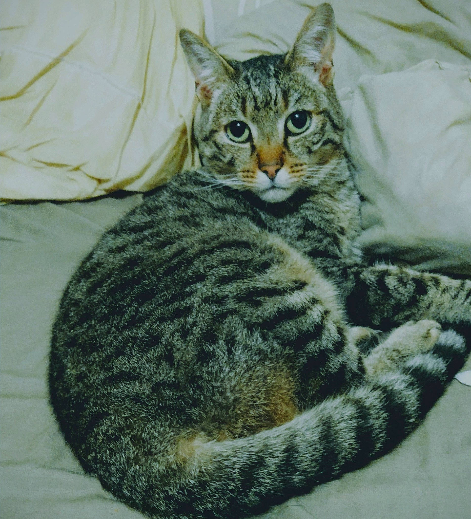 Toutpetit a rejoint le concours — aidez-le/la à gagner de superbes lots ! carnivore, cat, comfort, domestic_short_haired_cat, door, eye, felidae, fur, pattern, sitting, small_to_medium_sized_cats, snout, tail, terrestrial_animal, whiskers