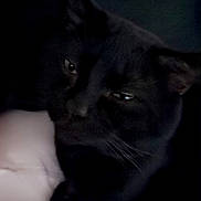 Todd Archibald joined the competition — help win amazing prizes! animal, blackcat, cat, couch, furniture, panther, pet, silhouette