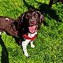 Spider a rejoint le concours — aidez-le/la à gagner de superbes lots ! dog, black_and_white, harness, grass, sunlight, outdoor, happy, panting, pet, canine, nature, greenery, animal, summer, close_up, playful, friendly, daylight, fur, tongue