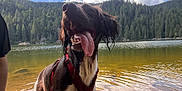 Spider a rejoint le concours — aidez-le/la à gagner de superbes lots ! dog, tongue_out, wet, lake, rocks, water, forest, trees, mountains, clouds, outdoor, nature, hiking, adventure, pet, canine, red_harness, sunlight, reflection, daytime