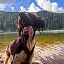 dog, tongue_out, wet, lake, rocks, water, forest, trees, mountains, clouds, outdoor, nature, hiking, adventure, pet, canine, red_harness, sunlight, reflection, daytime