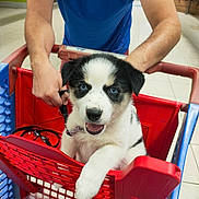 Blue a rejoint le concours — aidez-le/la à gagner de superbes lots ! puppy, dog, shopping_cart, blue_eyes, black_and_white, person, blue_shirt, hand, indoor, floor, tile_floor, pet, leash, cute, animal, store, grocery, carrots, red_cart, playful