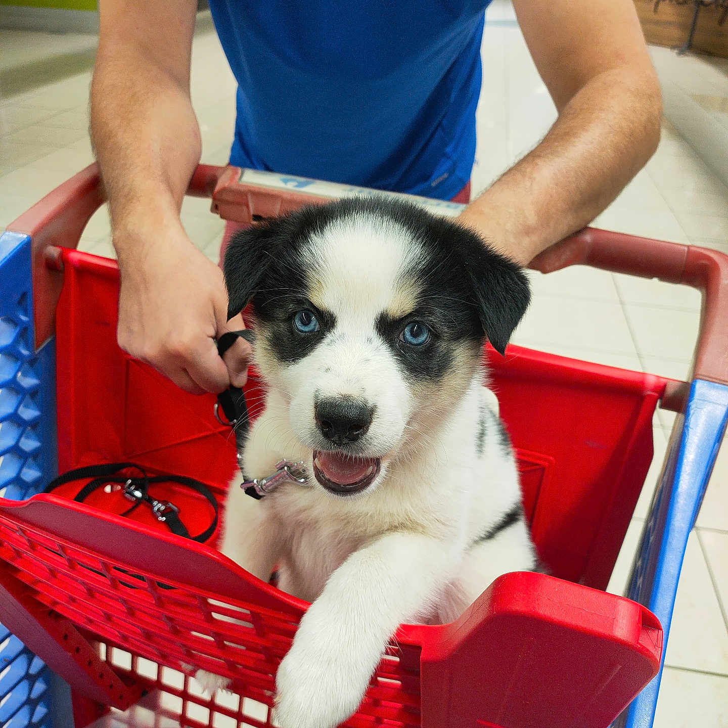 Blue a rejoint le concours — aidez-le/la à gagner de superbes lots ! puppy, dog, shopping_cart, blue_eyes, black_and_white, person, blue_shirt, hand, indoor, floor, tile_floor, pet, leash, cute, animal, store, grocery, carrots, red_cart, playful