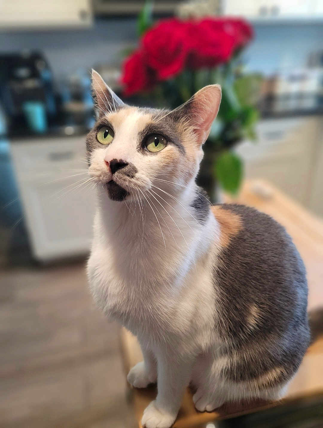 Kiki joined the competition — help win amazing prizes! blurred_background, calico_cat, cat, closeup, curious, domestic_animal, ears, feline, flowers, fur, green_eyes, indoor, kitchen, pet, portrait, roses, sitting, table, whiskers, wooden_surface