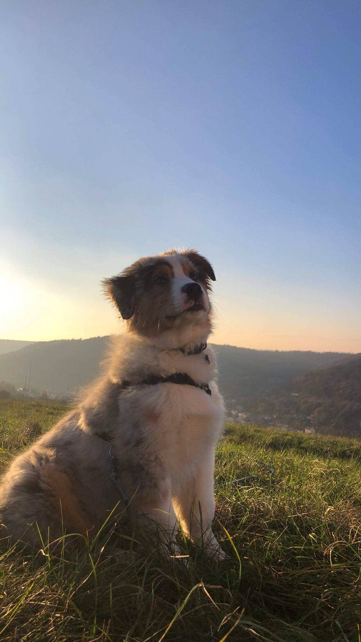 Tyo participe au concours pour gagner de l'argent avec cette photo : backlighting, canidae, carnivore, cloud, companion_dog, dog, dog_breed, fawn, grass, grassland, happy, hill, horizon, landscape, pasture, plant, prairie, sky, snout, sporting_group
