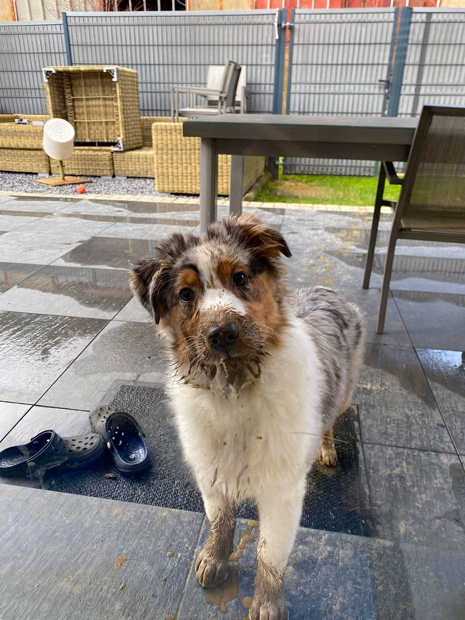 Tyo participe au concours pour gagner de l'argent avec cette photo : bench, carnivore, chair, companion_dog, dog, dog_breed, flooring, fur, outdoor_furniture, plant, road_surface, sidewalk, small_terrier, street, street_dog, tail, terrier, working_dog, working_terrier