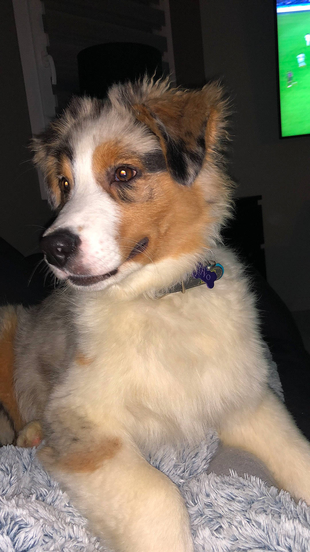 Tyo a rejoint le concours — aidez-le/la à gagner de superbes lots ! ancient_dog_breeds, australian_collie, ball, canidae, carnivore, companion_dog, dog, dog_breed, fur, herding_dog, miniature_australian_shepherd, sporting_group, terrestrial_animal, whiskers, working_animal, working_dog