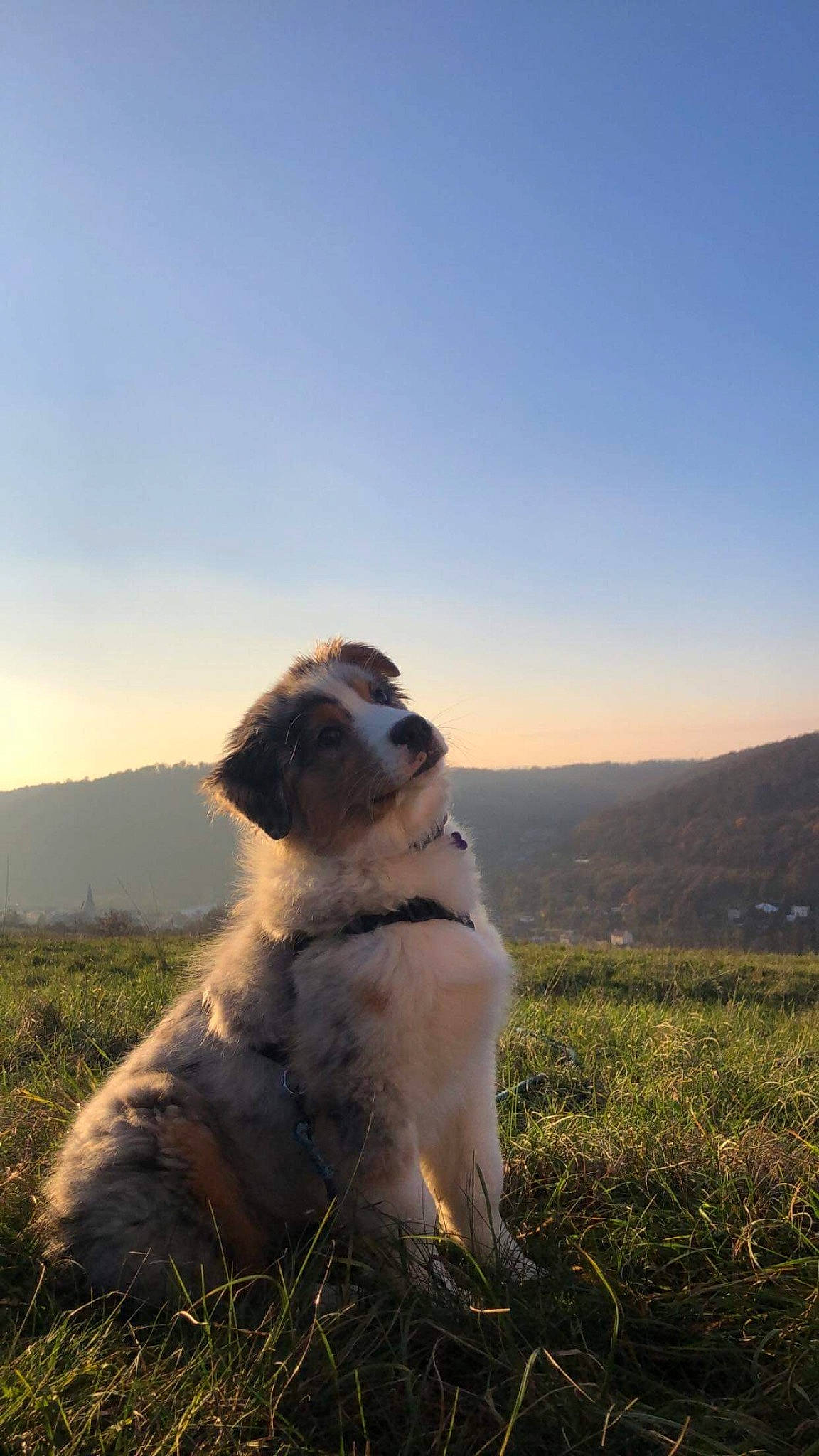 Tyo a rejoint le concours — aidez-le/la à gagner de superbes lots ! canidae, carnivore, companion_dog, dog, dog_breed, fawn, field, grass, grassland, happy, landscape, mountain, pasture, people_in_nature, plant, prairie, sky, sporting_group, sunlight, tail